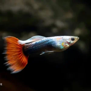 Guppy Neon Red (Poecilia reticulata) Jetzt Bestellen
